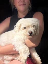 Found/Stray Female Dog last seen Laguna Beach Christian Retreat, Laguna Beach, FL 32413