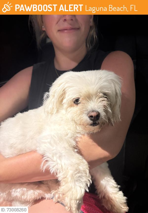 Found/Stray Female Dog last seen Laguna Beach Christian Retreat, Laguna Beach, FL 32413