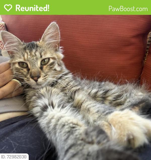 Reunited Female Cat last seen Eagle Pointe Drive and Lake Carolina Drive, Columbia, SC 29229