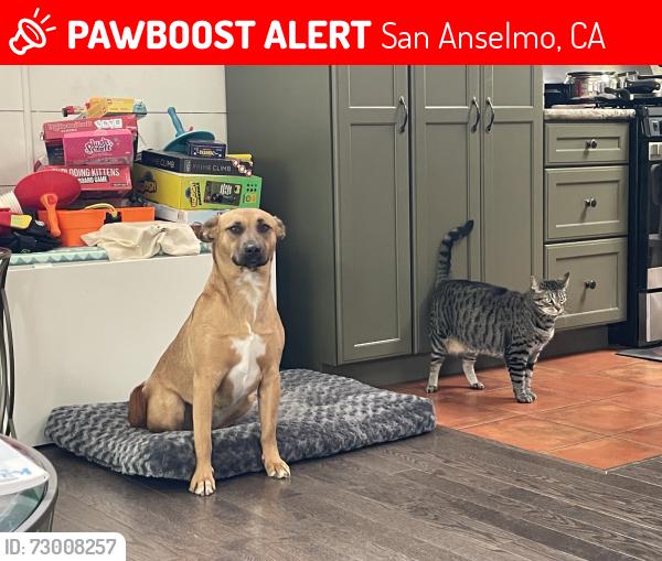 Lost Female Dog last seen Behind the hse lot of 400 Oakcrest Rd, San Anselmo, CA 94960