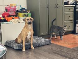 Lost Female Dog last seen Behind the hse lot of 400 Oakcrest Rd, San Anselmo, CA 94960