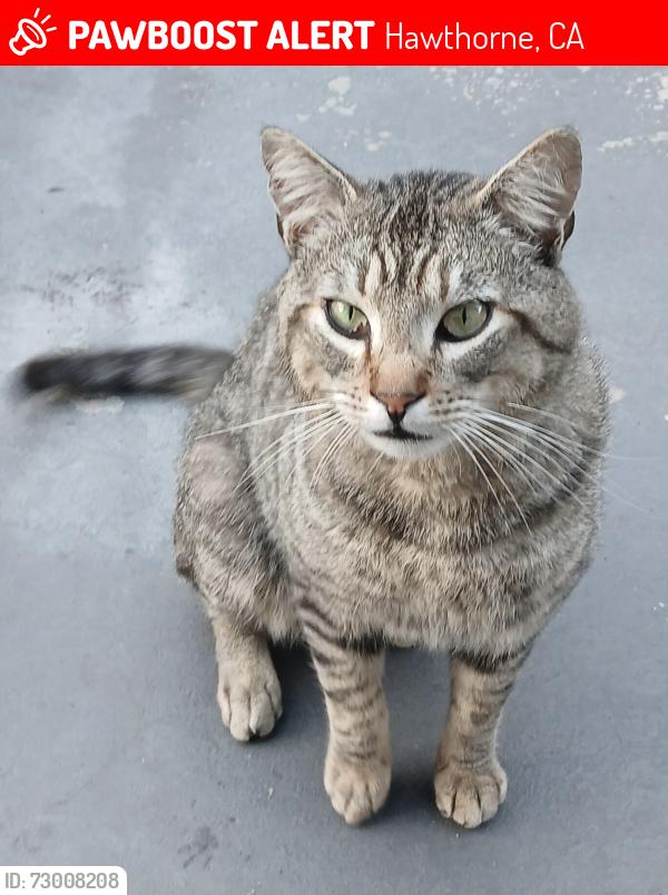 Lost Male Cat last seen 141st and Ramona, Hawthorne, CA 90250