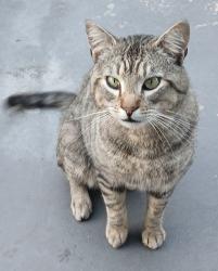 Lost Male Cat last seen 141st and Ramona, Hawthorne, CA 90250