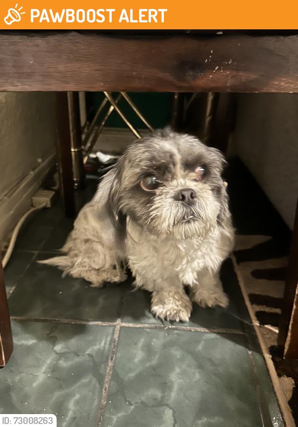 Found/Stray Female Dog last seen Margaret Ave and Percy St, East Los Angeles, CA 90022