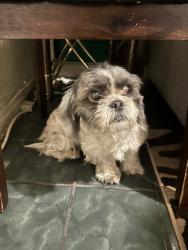 Found/Stray Female Dog last seen Margaret Ave and Percy St, East Los Angeles, CA 90022