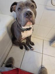 Reunited Female Dog last seen Rt30 and ashland, Chicago Heights, IL 60411