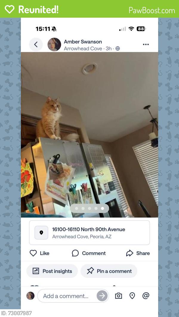 Reunited Male Cat last seen Near N 90th Ave, Peoria, AZ 85382, USA, Peoria, AZ 85382