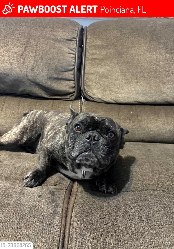 Lost Male Dog last seen Peabody, Halifax , Poinciana, FL 34758