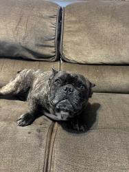 Lost Male Dog last seen Peabody, Halifax , Poinciana, FL 34758