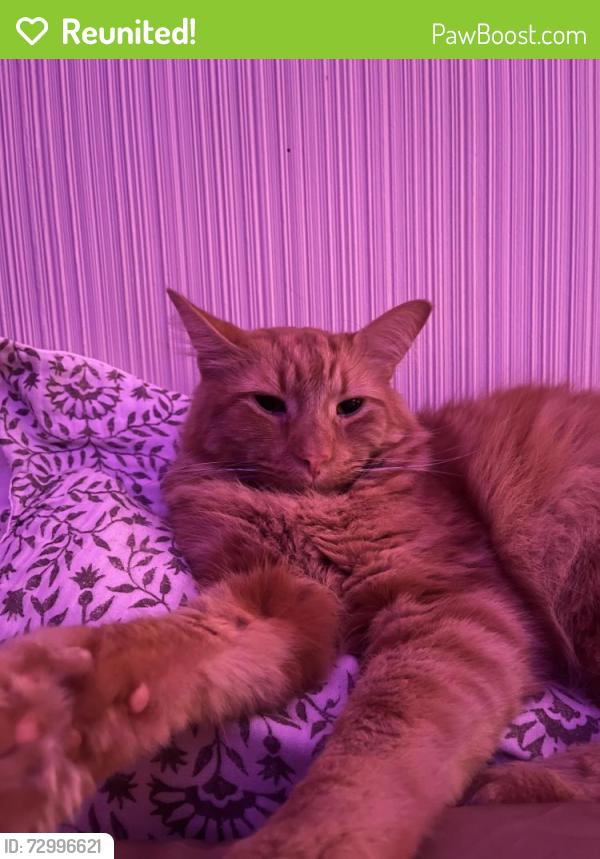 Reunited Male Cat last seen Harvard & Canterbury , Rochester, NY 14607