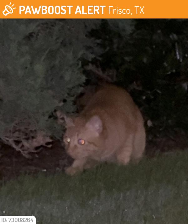 Found/Stray Unknown Cat last seen Bushes in the commons of chapel creek apmt complex near pool, Frisco, TX 75034