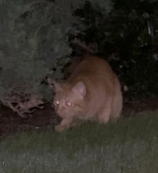 Found/Stray Unknown Cat last seen Bushes in the commons of chapel creek apmt complex near pool, Frisco, TX 75034