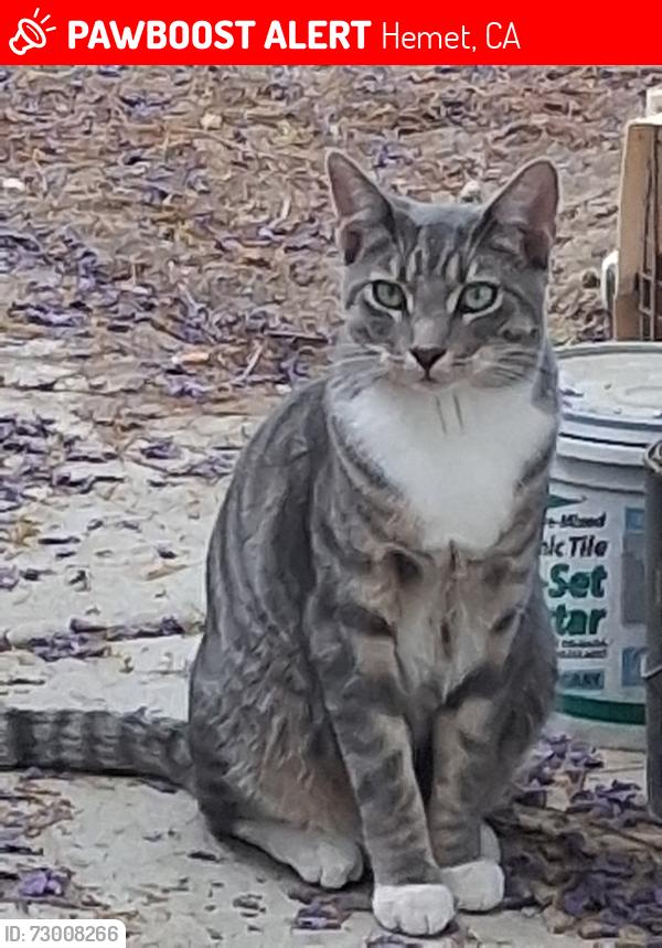 Lost Male Cat last seen Bobs RV, Hemet, CA 92544