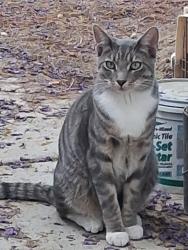 Lost Male Cat last seen Bobs RV, Hemet, CA 92544