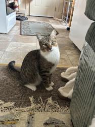 Lost Male Cat last seen N Richmond Street , Fleetwood, PA 19522