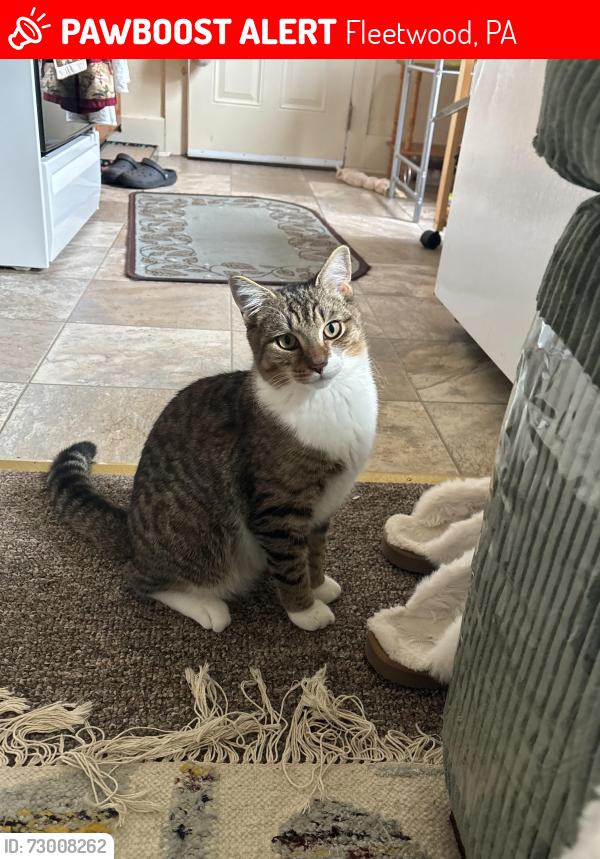 Lost Male Cat last seen N Richmond Street , Fleetwood, PA 19522