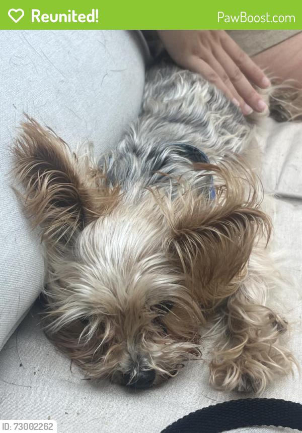Reunited Female Dog last seen Miracosta Cir, Chula Vista, CA 91913, USA, Chula Vista, CA 91913