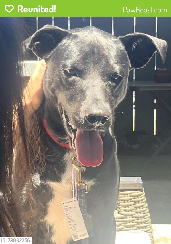 Reunited Male Dog last seen Otay Lakes Rd, Chula Vista, CA, USA, Chula Vista, CA 91915