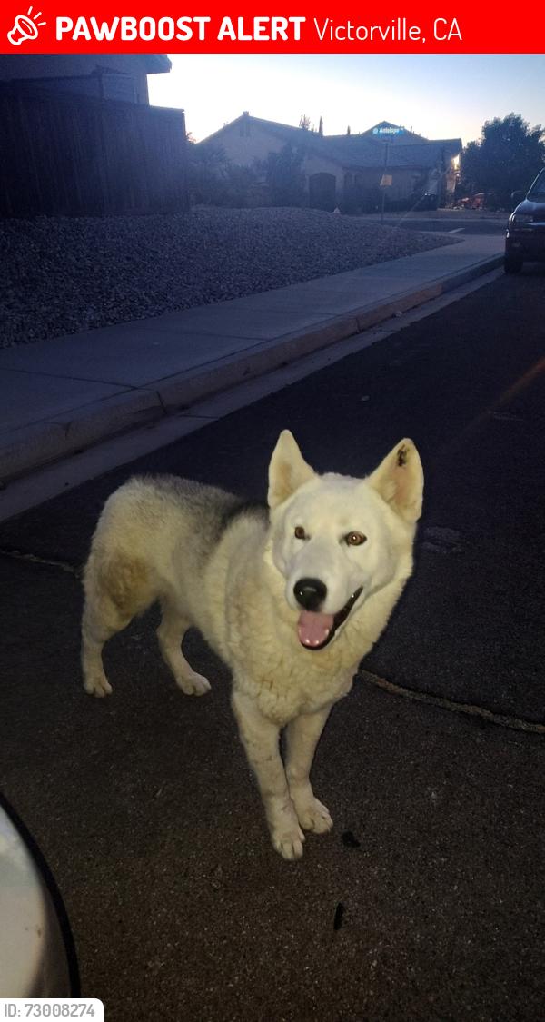 Lost Unknown Dog last seen Near Pueblo Lane, Victorville, CA 92392, Victorville, CA 92392