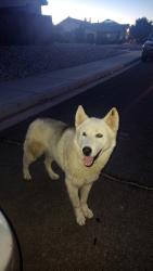 Lost Unknown Dog last seen Near Pueblo Lane, Victorville, CA 92392, Victorville, CA 92392