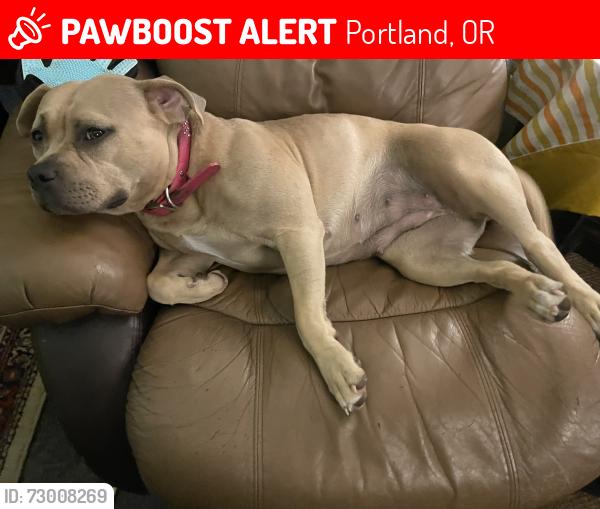 Lost Female Dog last seen Powell blvd and 33rd, Portland, OR 97202