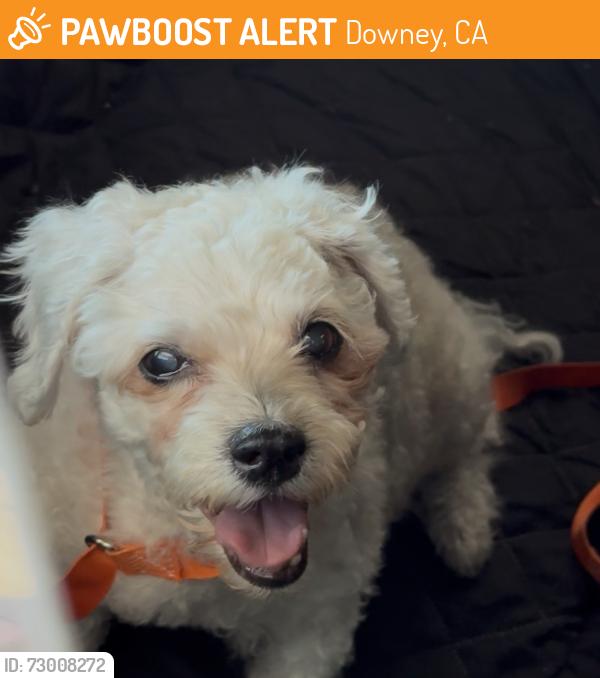 Found/Stray Unknown Dog last seen Downey animal Shelter , Downey, CA 90241
