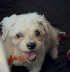Found/Stray Unknown Dog last seen Downey animal Shelter , Downey, CA 90241
