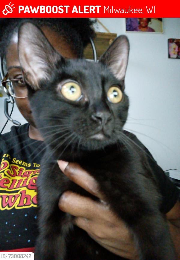 Lost Female Cat last seen Benjamin Franklin Elementary school, Milwaukee, WI 53206