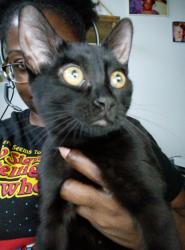 Lost Female Cat last seen Benjamin Franklin Elementary school, Milwaukee, WI 53206