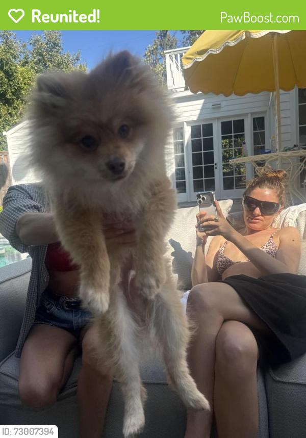 Reunited Female Dog last seen Montana, Los Angeles, CA 90049