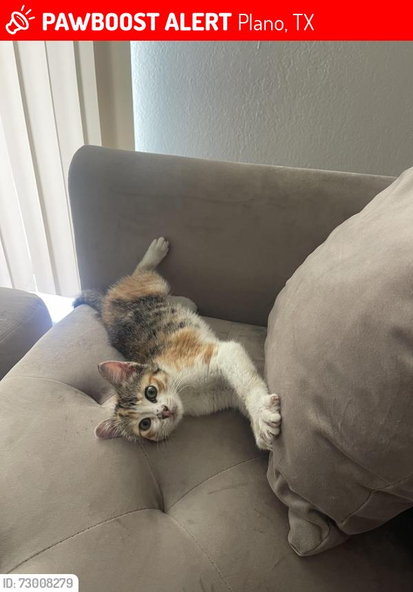 Lost Female Cat last seen Near w park blvd Plano 75075, Plano, TX 75075