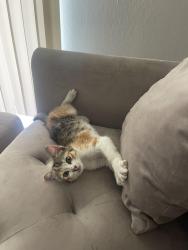 Lost Female Cat last seen Near w park blvd Plano 75075, Plano, TX 75075