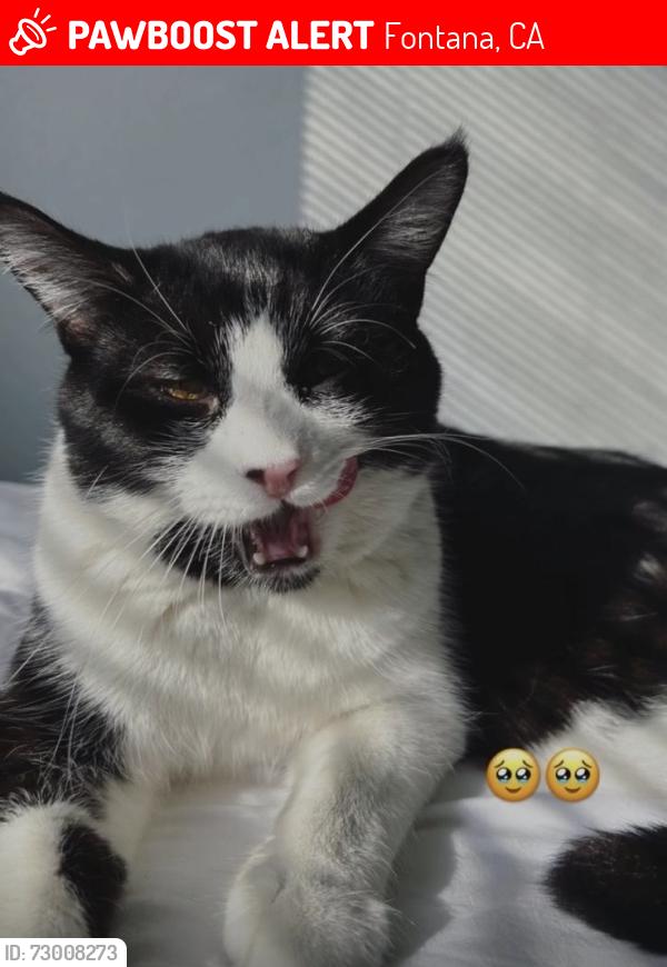 Lost Male Cat last seen Palmeto , Fontana, CA 92336