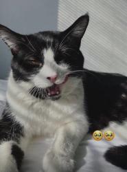 Lost Male Cat last seen Palmeto , Fontana, CA 92336