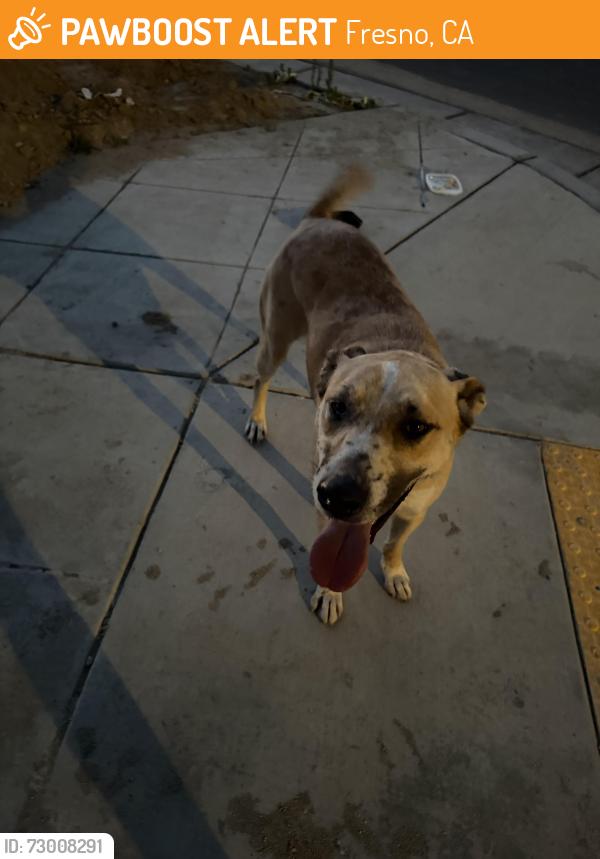 Found/Stray Unknown Dog last seen Grantland and Ashlan Ave, Fresno, CA 93723