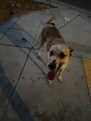 Found/Stray Unknown Dog last seen Grantland and Ashlan Ave, Fresno, CA 93723