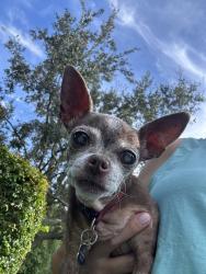 Lost Female Dog last seen North Miami ave, Miami Shores, FL 33150