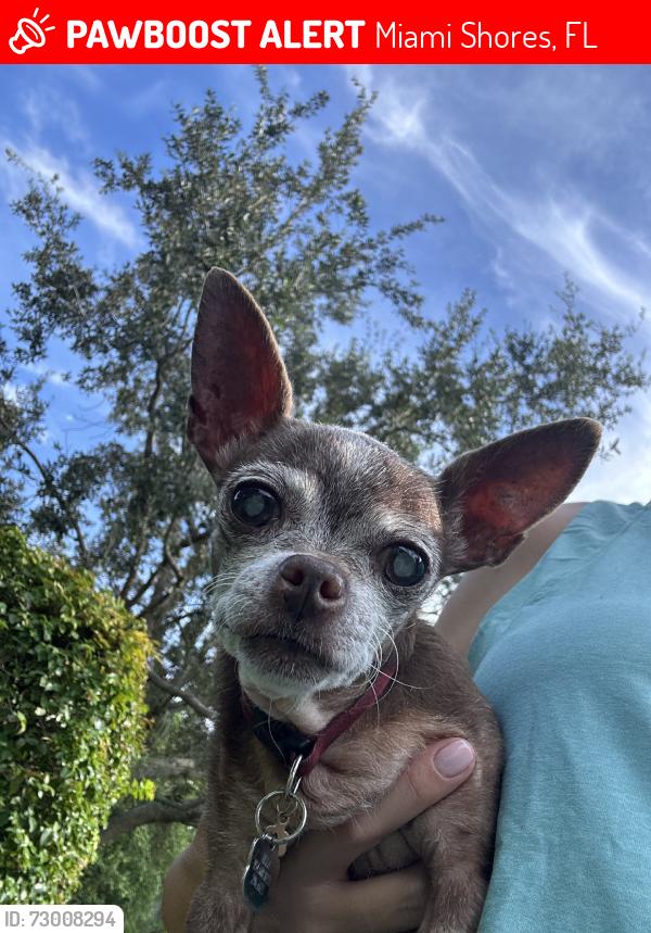 Lost Female Dog last seen North Miami ave, Miami Shores, FL 33150