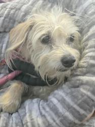 Found/Stray Male Dog last seen Holbrook Dr and Claudia Street, Concord, CA 94519