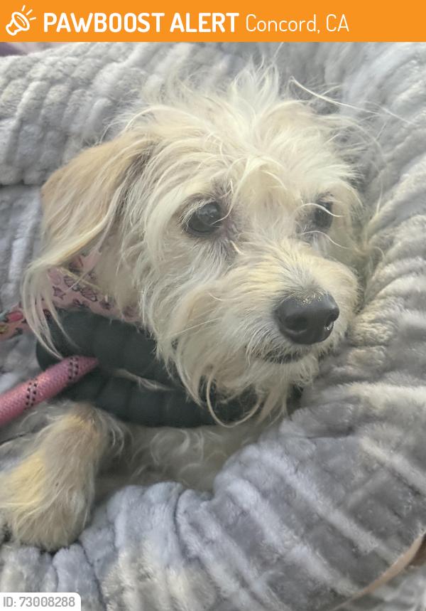 Found/Stray Male Dog last seen Holbrook Dr and Claudia Street, Concord, CA 94519
