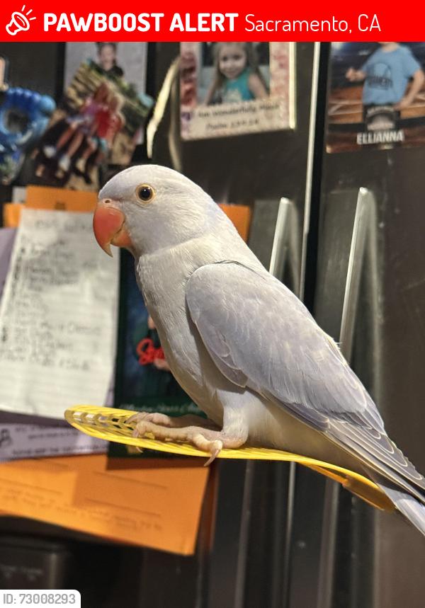 Lost Unknown Bird last seen Mayhew and Micron, Sacramento, CA 95826