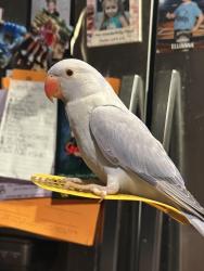 Lost Unknown Bird last seen Mayhew and Micron, Sacramento, CA 95826