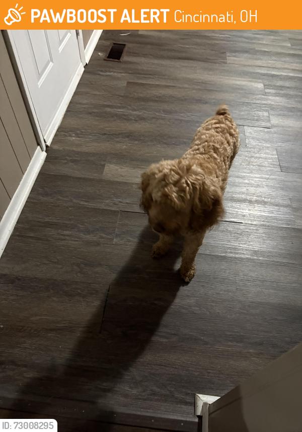 Found/Stray Female Dog last seen West side cincy, Cincinnati, OH 45238