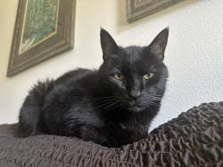 Lost Male Cat last seen South Douglas, Ferndale, WA 98248