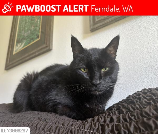 Lost Male Cat last seen South Douglas, Ferndale, WA 98248