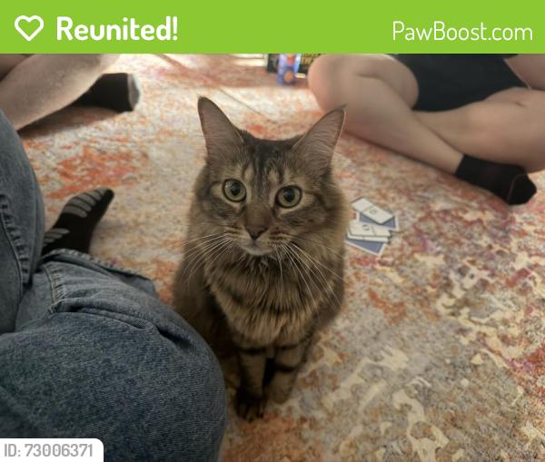 Reunited Female Cat last seen Algenny and Bradshaw, La Riviera, CA 95827