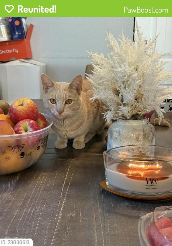 Reunited Male Cat last seen Watsonville and la alameda, Morgan Hill, CA 95037