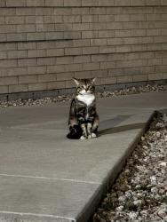 Found/Stray Unknown Cat last seen Fort lupton high schools, Fort Lupton, CO 80621