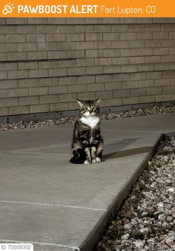 Found/Stray Unknown Cat last seen Fort lupton high schools, Fort Lupton, CO 80621