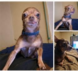 Lost Male Dog last seen Lincoln and 8th, Corona, CA 92882